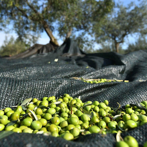 Chiavalon Ex Albis Croatian Extra Virgin Olive Oil